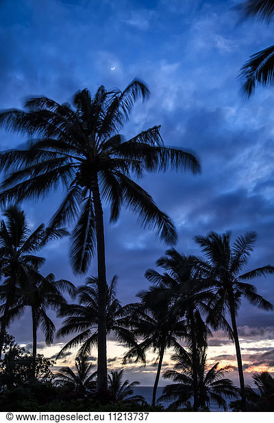 'Silhouetted palm trees under a cloudy sky at sunset; Hawaii  United States of America'