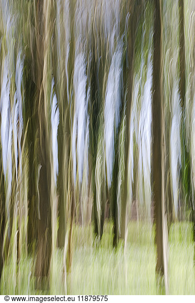 'Slow shutter speed of trees in a wood; Otford  Kent  England'