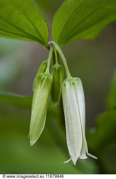 'Smith's Fairy Bells (Disporum) grow wild in the forests of Oregon; Astoria  Oregon  United States of America'