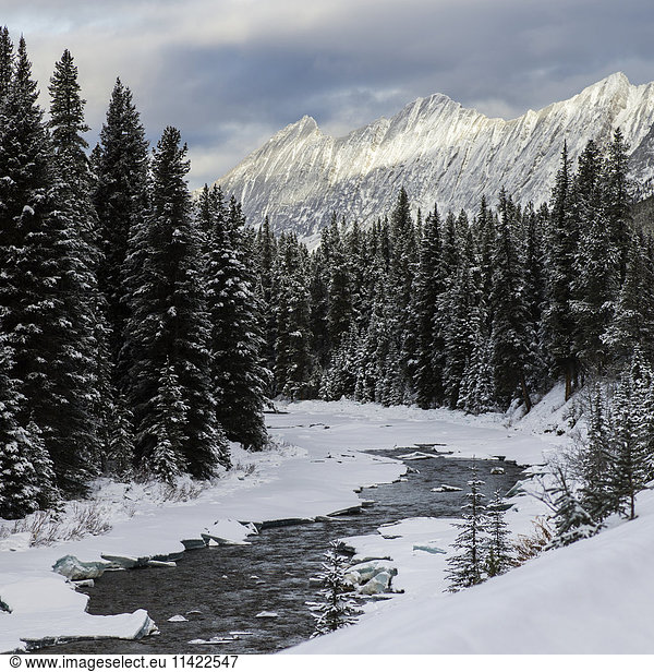 'Snow covered forest and river with rugged mountain peaks in Jasper National Park; Alberta  Canada'