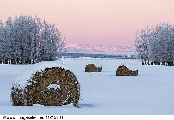 'Snow covered frosty hay bales in a snow covered field with frosty trees and snow covered mountains at the glow of sunrise; Alberta  Canada'