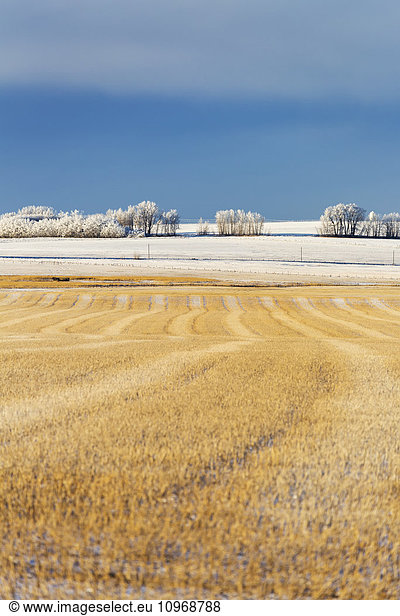 'Snow covered stubble field with harvest lines and frosted trees in the background with blue sky and cloud cover; Rosebud  Alberta  Canada'