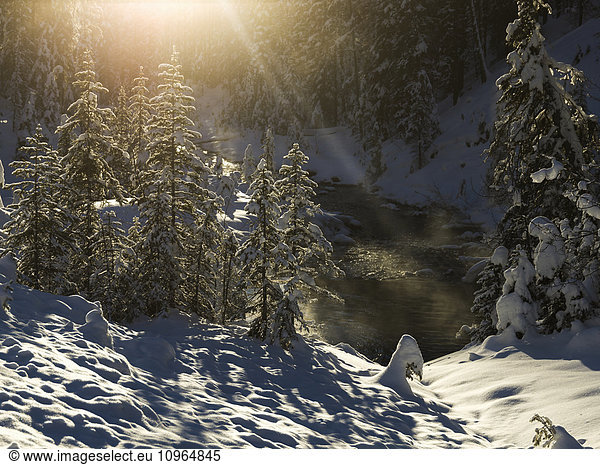'Snow covered trees  Yoho National Park; British Columbia  Canada'