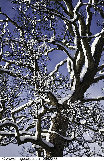 'Snow on a leafless tree against a blue sky; Dore Sheffield  South Yorkshire  England'