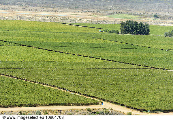 'South African farmland and vineyards; Stellenbosch  Western Cape  South Africa'