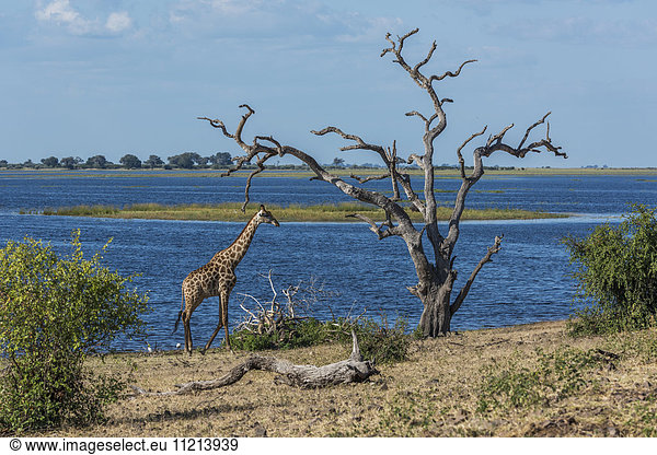 'South African giraffe (Giraffa camelopardalis giraffa) walking by dead tree; Botswana'