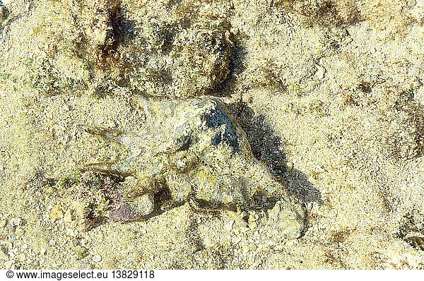 'Spider shell  Lambis lambis  the shell´s upper surface  well camouflaged  gives no hint of its colourful underside  Great Barrier Reef  Queensland  Australia '