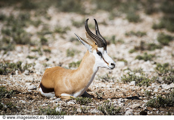 'Springbok (Antidorcas marsupialis)  Kgalagadi Transfrontier Park; South Africa'
