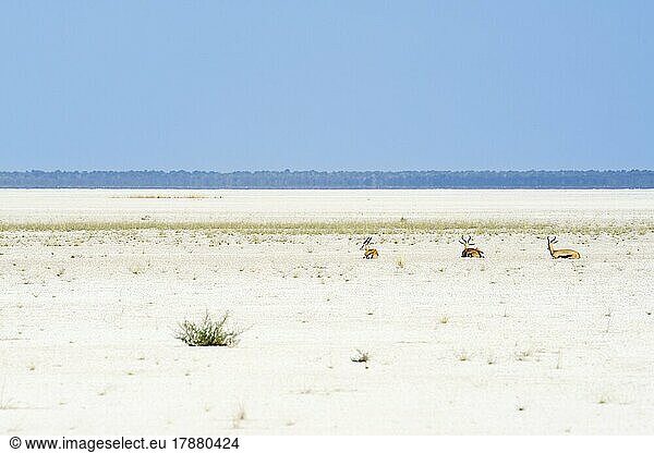 3 Springboks rest on the dried up Etosha Salt Pan. Etosha National Park  Namibia  Africa