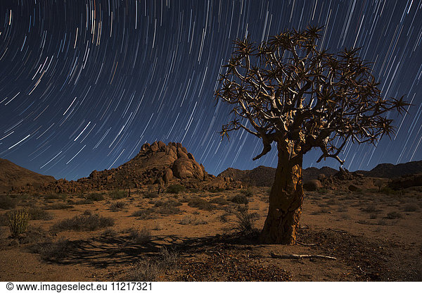 'Star trails above a quiver tree (kokerboom or aloe dichotoma) in Richtersveld National Park; South Africa'