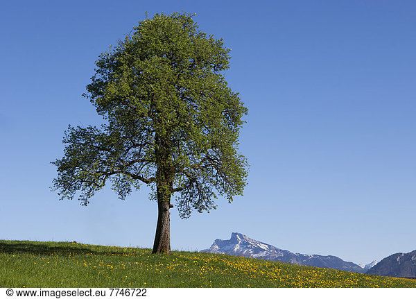 Österreich Blick auf Einzelbaum im Salzkammergut Schafberg im Hintergrund