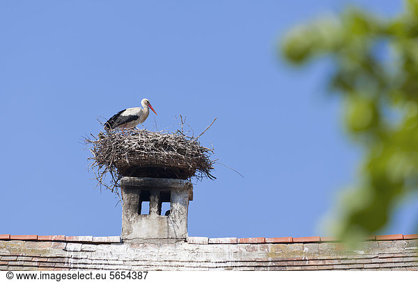 Österreich Burgenland Rust Storch mit Nest auf dem Dach