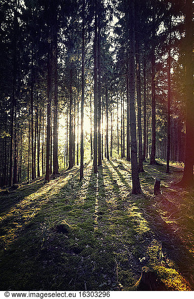 Österreich  Oberösterreich  Schlögen  Wald im Sonnenlicht