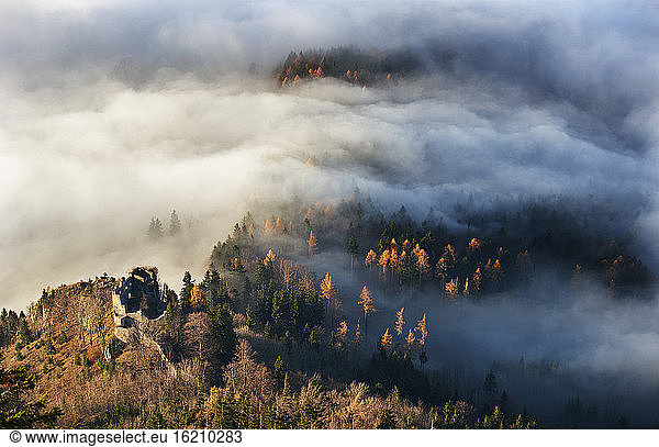 Österreich  Salzkammergut  Nebelverhangene Bäume