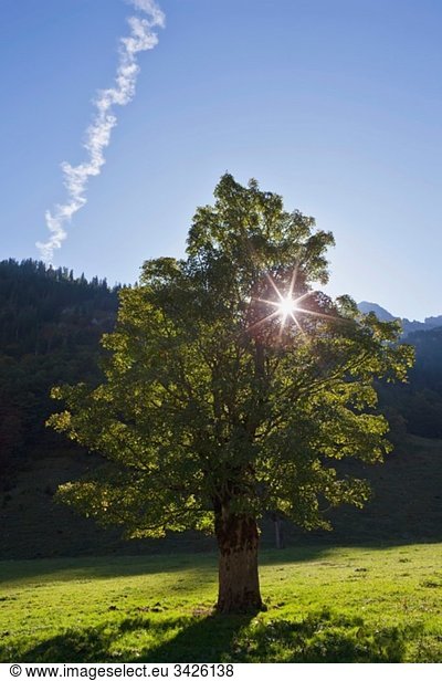 Österreich  Tirol  Großer Ahornboden  Bergahorn (Acer pseudoplatanus) im Feld