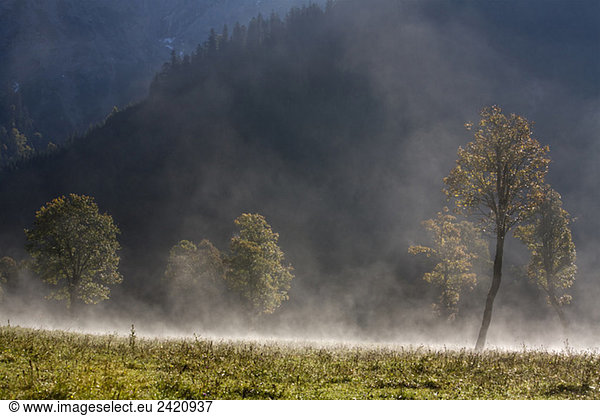 Österreich  Tirol  Karwendel  Feldahorn im Morgennebel