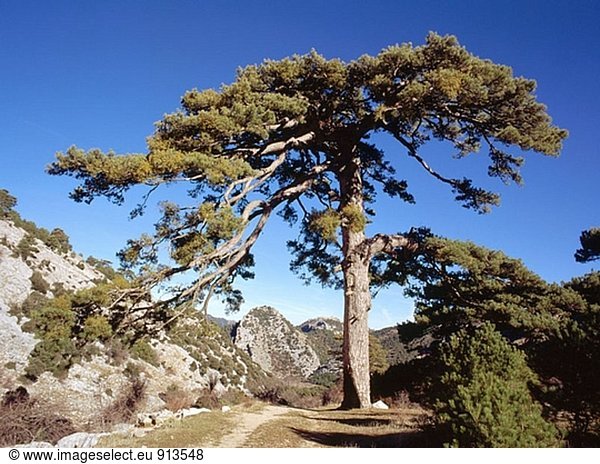 Österreichische Kiefer (Pinus Nigra). Sierras de Cazorla und Segura. Jaen Provinz. Spanien