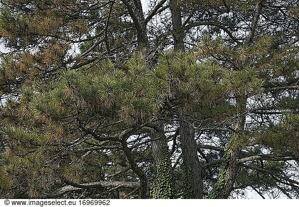 Österreichische Kiefer (Pinus nigra). Wird auch Schwarzkiefer genannt.