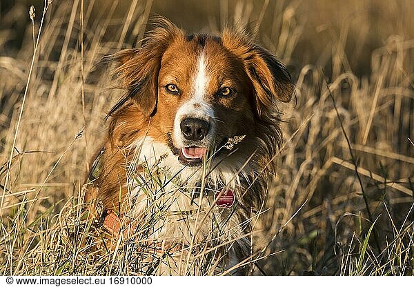 Österreichischer Pinscher  reinrassig  Welpe  Junghund  Rüde  im Gras  Deutschland  Europa