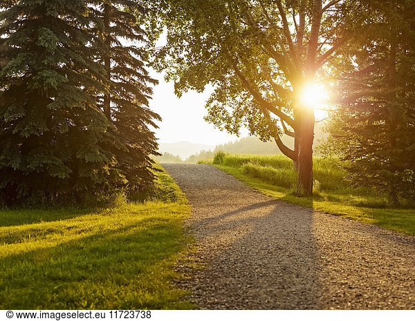 'Sunlight shines through the trees lining a gravel path at sunset; Cochrane  Alberta  Canada'