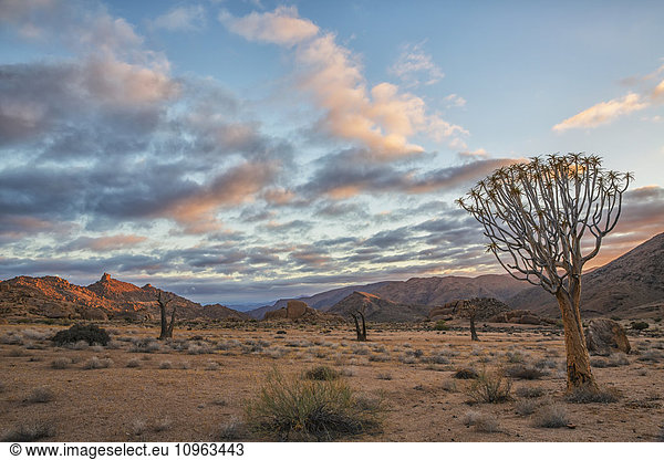 'Sunrise over Richtersveld National Park,  Kookerboom trees dot the landscape; South Africa'