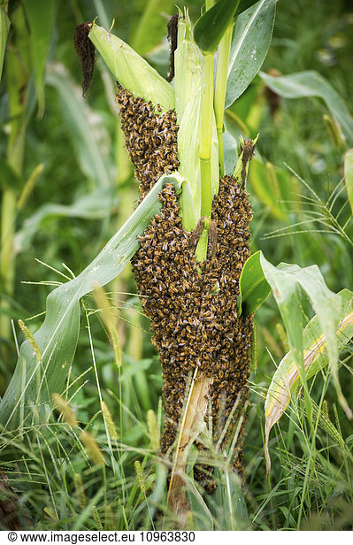 'Swarm of honey bees (Apis Mellifera) on stalk of corn; Knoxville  Pennsylvania  United States of America'