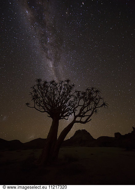 'The milky way slashes across the night sky above a quiver tree (kokerboom  aloe dichotoma) in Richtersveld National Park; South Africa'