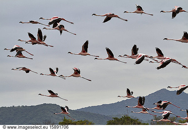 Äthiopien  Schwarm fliegender Flamingos