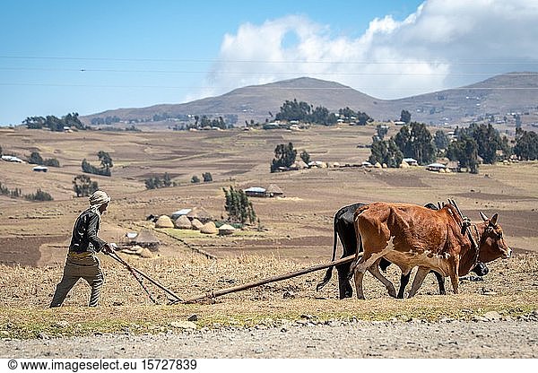 Äthiopischer Bauer bewirtschaftet seine Felder mit einem vom Vieh gezogenen Pflug  Debre Berhan  Äthiopien  Afrika
