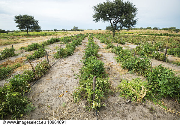 'Tomato patch; Ghanzi  Botswana'