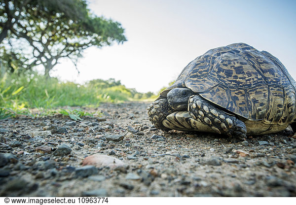 'Tortoise (Testudinidae)  Kruger National Park; South Africa'