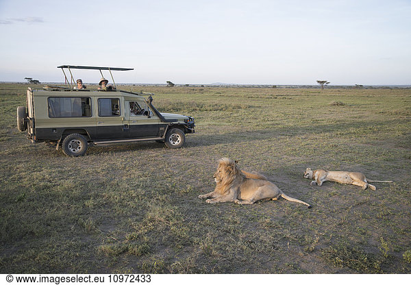 'Tourists photograph resting lions from their vehicle on Serengeti Plains; Tanzania'