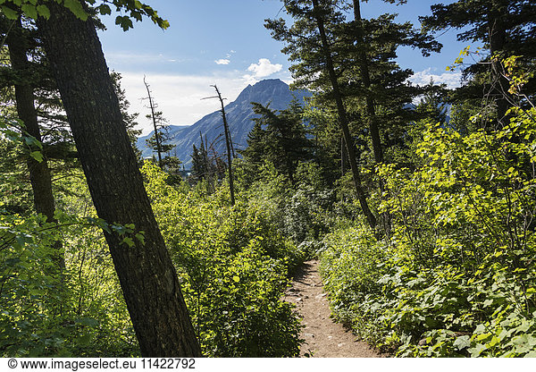 'Trail leading through a forest with a view of the mountains  Waterton Lakes National Park; Alberta  Canada'