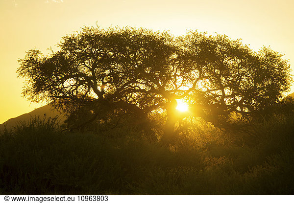'Tree silhouetted by the sun at dusk; Namibia'
