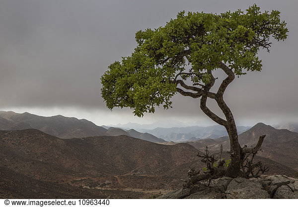 'Tree standing alone above the Richtersveld National Park landscape; South Africa'