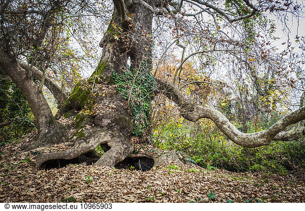'Tree with exposed roots above ground and low branches; Mieza  Greece'