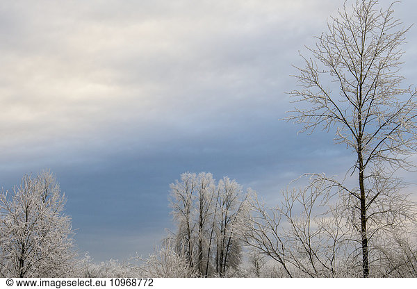 'Trees stand with a frosting of ice on their branches after a winter fog; Pitt Meadows British Columbia Canada'