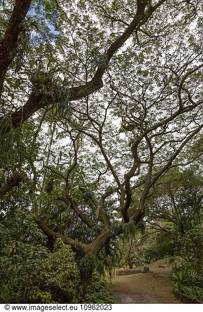 'View of twisted green trees against the sky after a rain storm; Poipu  Kauai  Hawaii  United States of America'