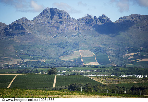 'Vineyard with mountains; Stellenbosch  Gautang  South Africa'