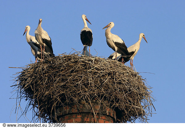 'Weißstörche (Ciconia ciconia), die sich auf einem Nest in Č