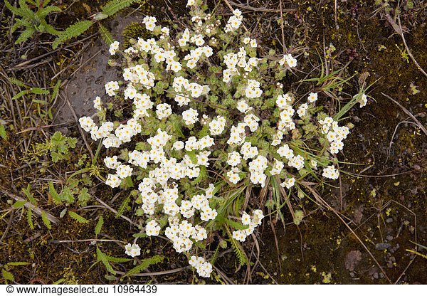 'White Forget-me-not wildflowers growing on St. Paul Island  Southwestern Alaska  USA  Summer '