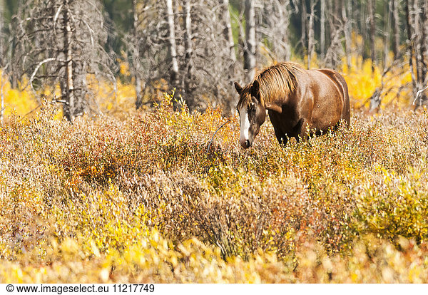 'Wild horse grazing the shrubs in autumn colours; Sundre  Alberta  Canada'