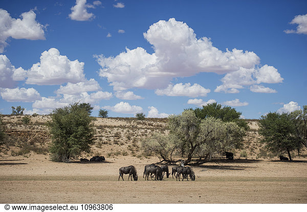'Wildebeest in Khalagadi Transfrontier Park; South Africa'