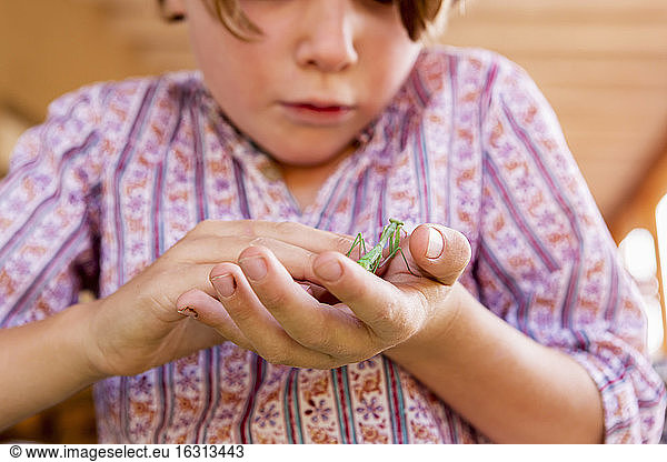 7 year old boy holding a praying mantis