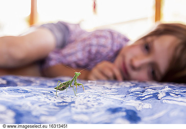 7 year old boy looking at a praying mantis