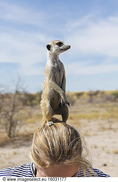 12 year old girl with Meerkat on her head  Kalahari Desert  Makgadikgadi Salt Pans  Botswana