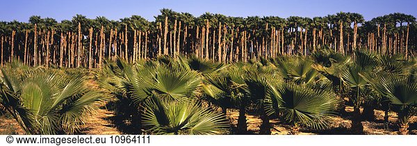 'Young small California Fan Palms in the foreground with mature tall ones beyond on a tree farm in the Coachella Valley; Oasis California United States of America'