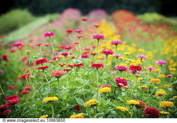 'Zinnias growing at a flower farm; Fallston  Maryland  United States of America'