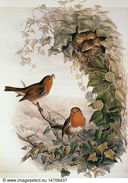 Ãœ Zoologie hist.  VÃ¶gel  Rotkehlchen (Erithacus rubecula) Farblithographie  'The Birds of Great Britain' von John Gould  1862 - 1873  Privatsammlung
