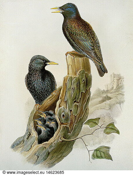 Ãœ Zoologie hist.  VÃ¶gel  Star (Strunus vulgaris)  Farblithographie  'The Birds of Great Britain' von John Gould  1862 - 1873  Privatsammlung